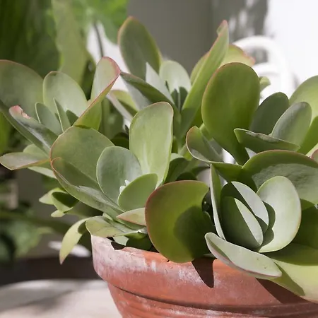 Bruno * 木洛希尼