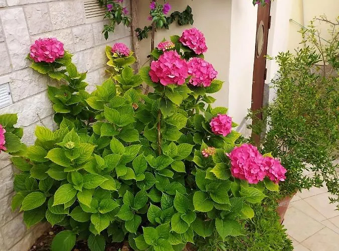 Bruno マリ・ロシニュ