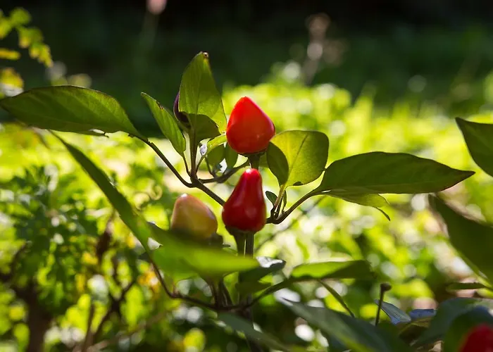 Bruno アパート *