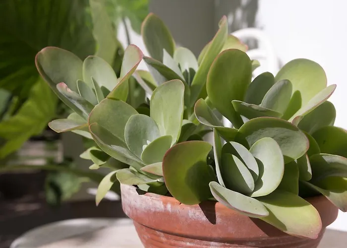 Bruno * マリ・ロシニュ